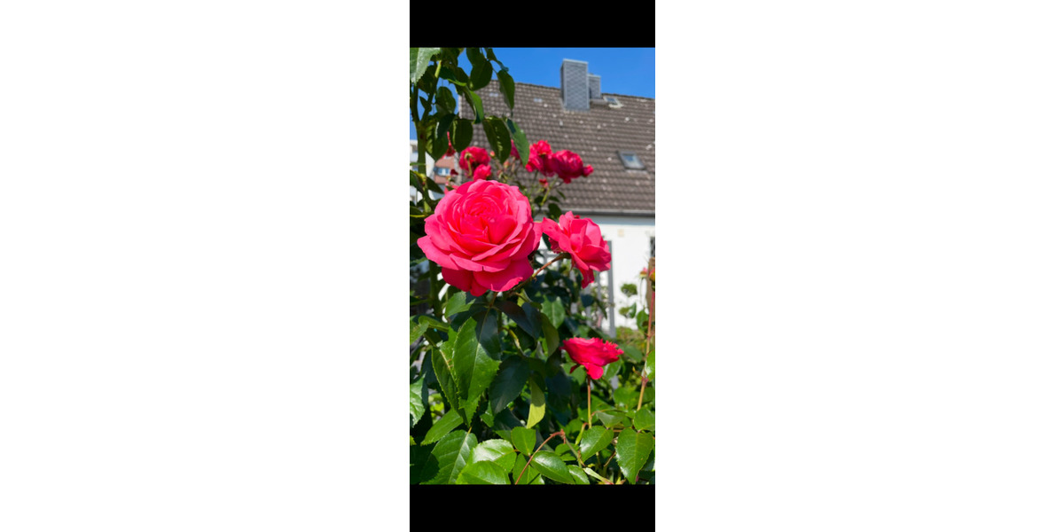 Einfamilienhaus Wedel - 6 Zimmer, 112 m&sup2;, 2.400&euro; | Angebot:24536085