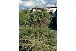 Einfamilienhaus Sonneberg - 7 Zimmer, 150 m&sup2;, 129.000&euro; | Angebot:26039759