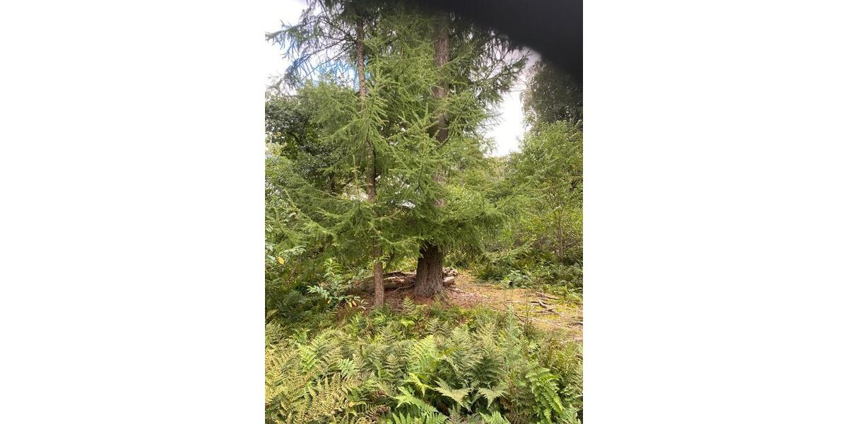 Grundstück Visbek - 18.000&euro; | Angebot:25499881