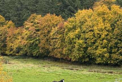 Grundstück zu verkaufen in Ramsen 125.000 € 16800 m² zimmer