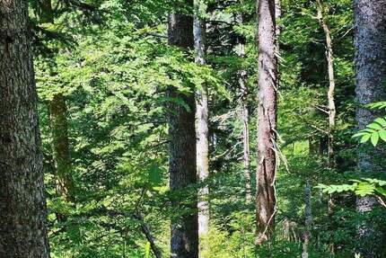 Grün, nachhaltig & regional. Wald als wertstabiles Investment! zimmer