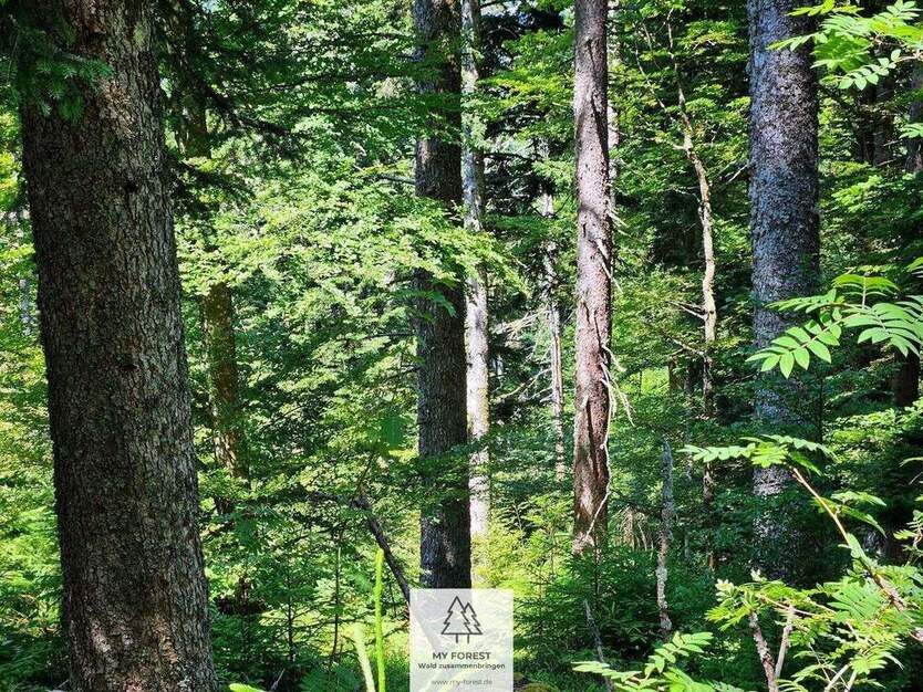 Grün, nachhaltig & regional. Wald als wertstabiles Investment! zimmer