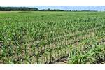 landwirtschaftliche Ackerfläche in Beckum zu verkaufen - Grundstück Beckum | Angebot:27178207