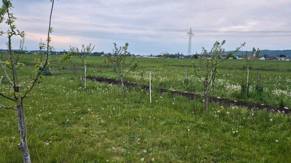 Flächen zum Obst- und Gemüseanbau ab 100qm zu verpachten