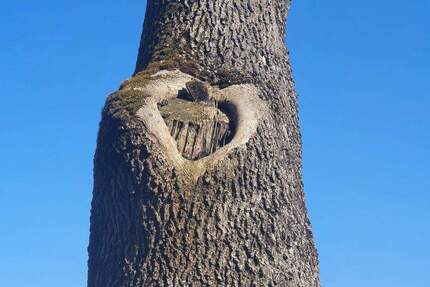 Schönes EFH in Top-Lage von Wangen, sehr ruhig, wenig Verkehr, wunderbar grün 7 zimmer