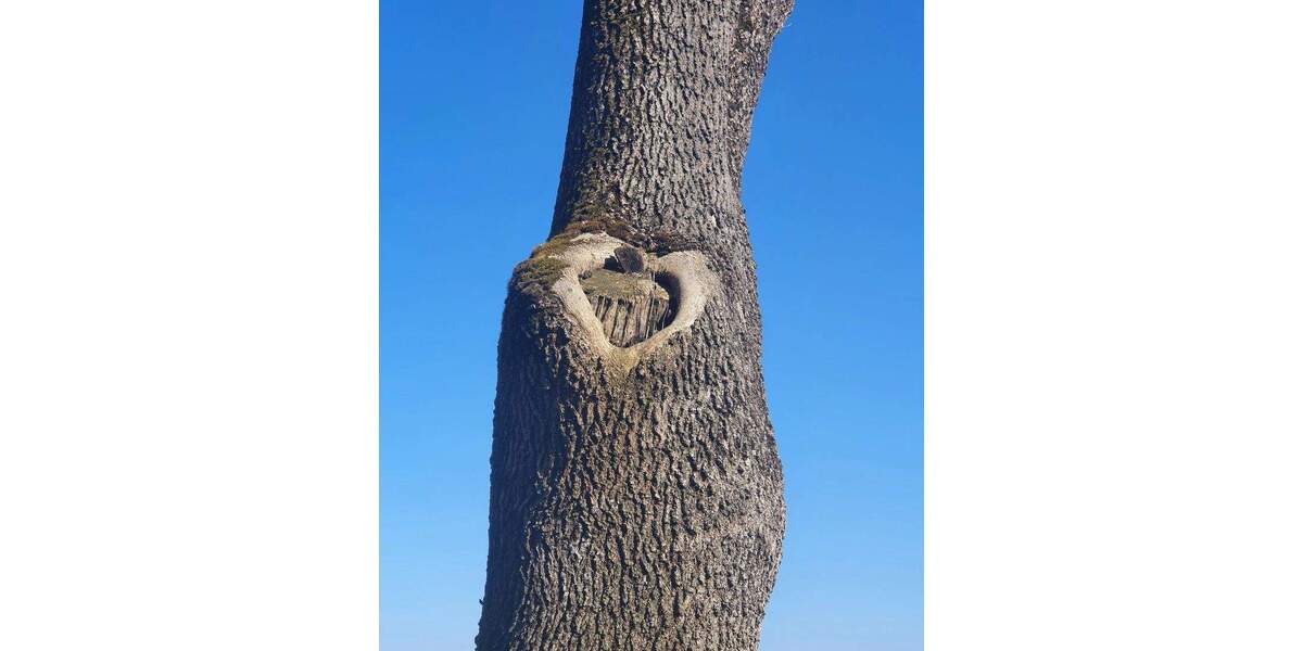 Schönes EFH in Top-Lage von Wangen, sehr ruhig, wenig Verkehr, wunderbar grün 7 zimmer