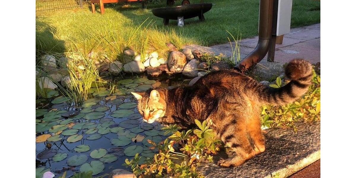 Einfamilienhaus Hohenfelde - 3 Zimmer, 50 m&sup2;, 900&euro; | Angebot:26305699