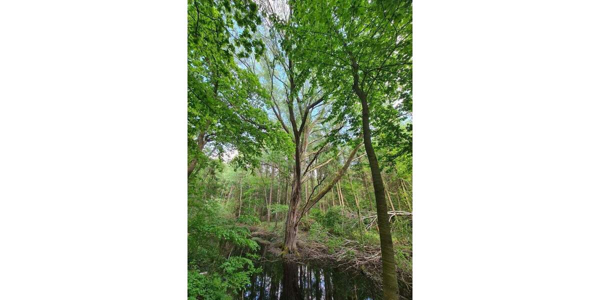 Grundstück Rastede Hankhausen I - 119.000&euro; | Angebot:25727797