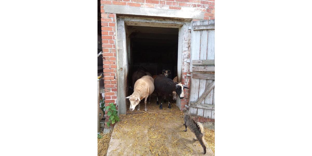 Biete Wohnen gegen HandHilfe auf Tierhof im Süden Meckl. Vorpom. 1 zimmer