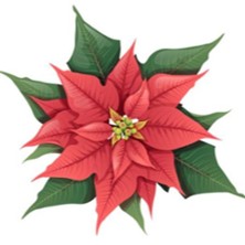 Unsere Weihnachtsrevue 2025 20.12.2025 Kleine Bühne in der Villa