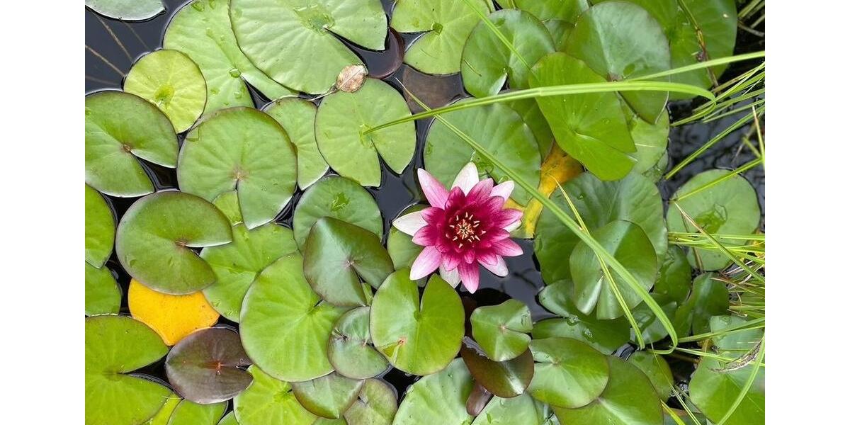 Einfamilienhaus Hohenfelde - 3 Zimmer, 50 m&sup2;, 900&euro; | Angebot:26305699