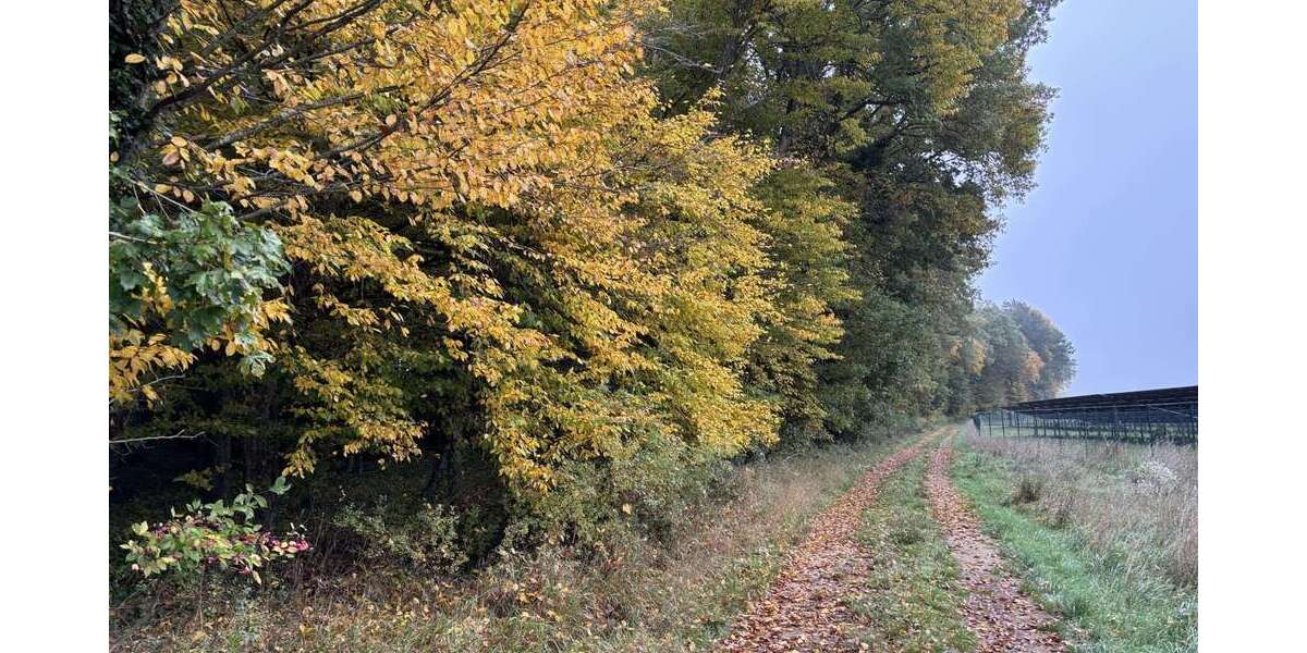 Grundstück Westheim - 100.202&euro; | Angebot:23261402