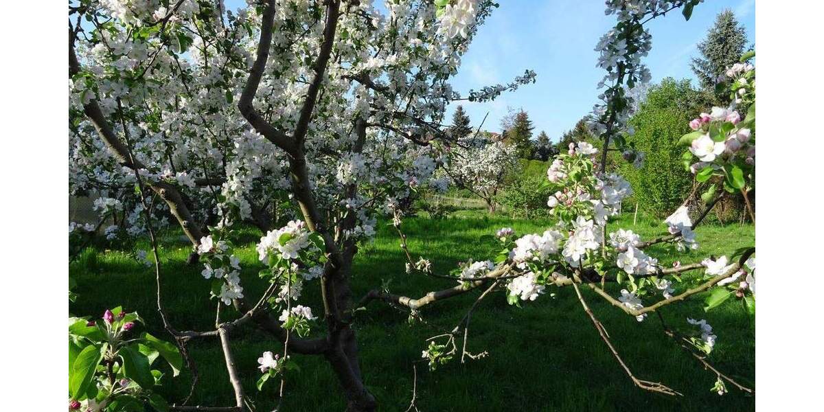 Grundstück Biesenthal - 98.000&euro; | Angebot:25391496