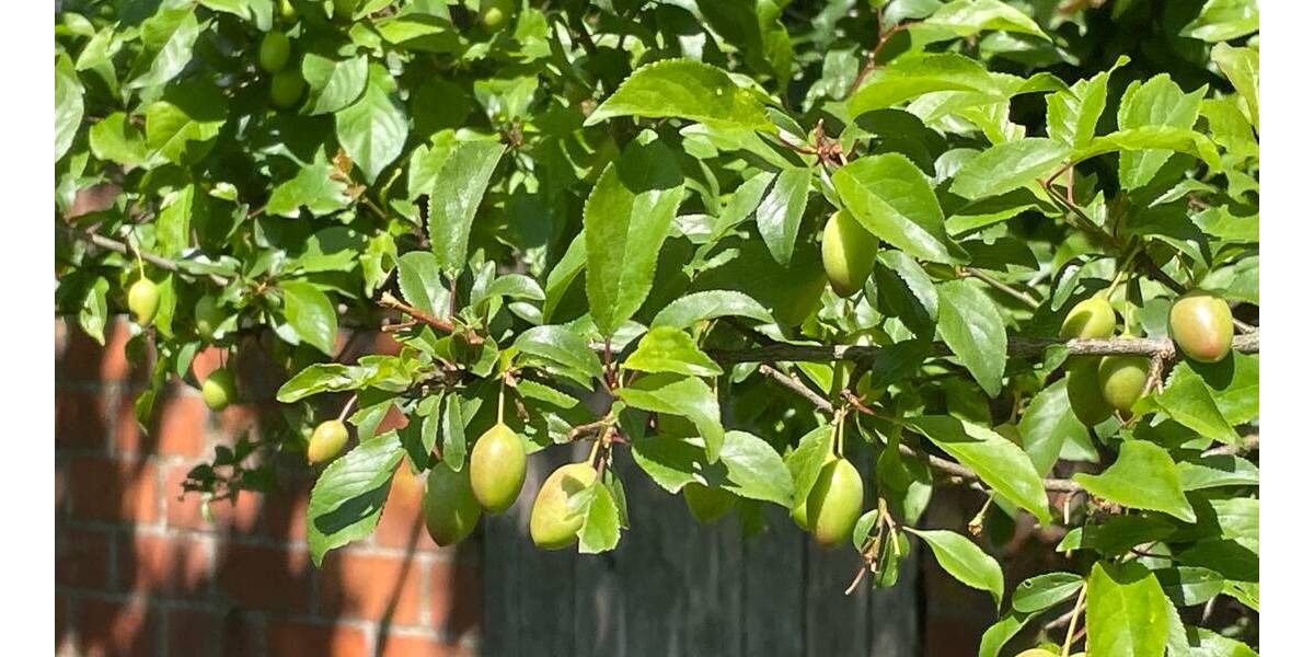 Grundstück Bunsoh - 110.000&euro; | Angebot:19330332