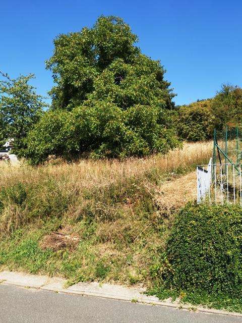 Grundstück zu verkaufen in Lauda-Königshofen 110.000 € 967 m² zimmer