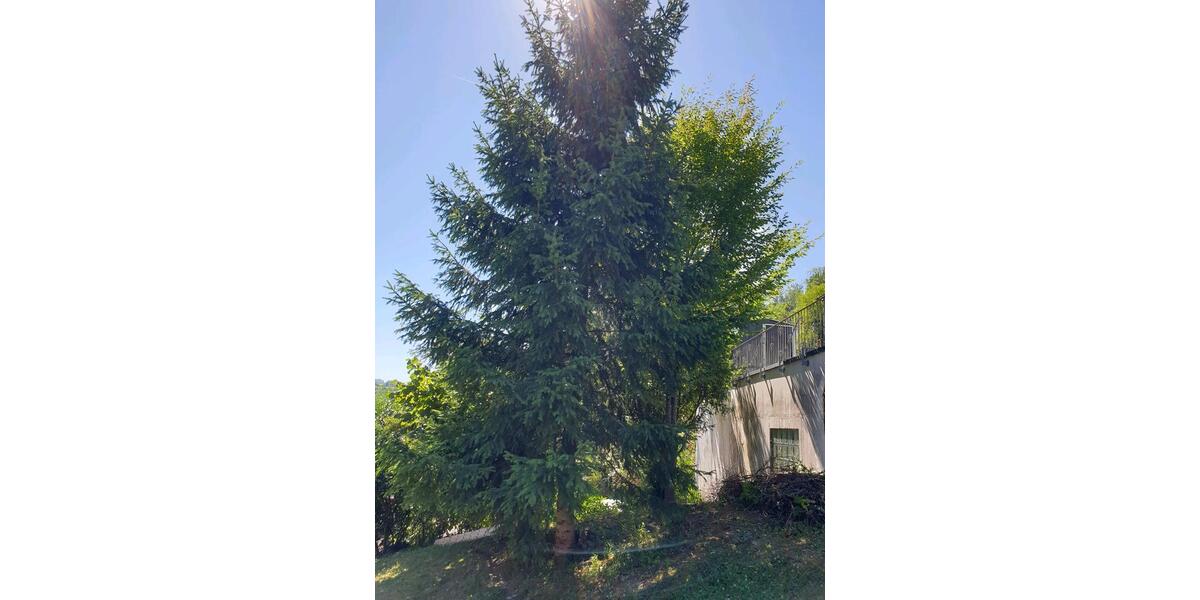 Erdgeschoßwohnung Calw - 3 Zimmer, 260 m&sup2;, 550.000&euro; | Angebot:27226349