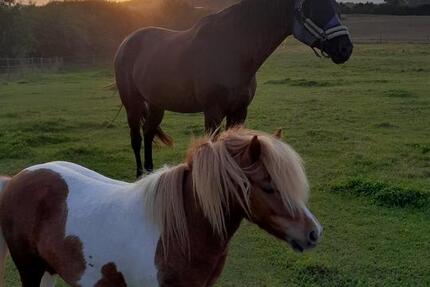 Wohnen mit Pferd und Pony an der Ostsee 3 zimmer