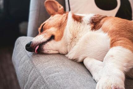 Haus Augustdorf - 5 Zimmer, 136 m&sup2;, 1.700&euro; | Angebot:24629814