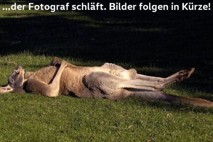 Renault ZOE 67.550 km 12.350 &euro; Badbergen 49635