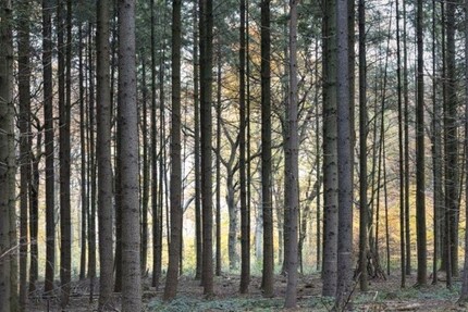 Gepflegtes Waldgrundstück in Reichertshausen - Grundstück Reichertshausen | Angebot:24274580