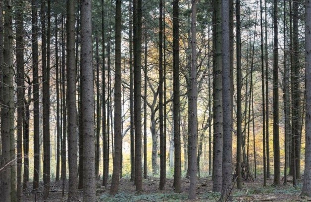 Gepflegtes Waldgrundstück in Reichertshausen - Grundstück Reichertshausen | Angebot:24274580