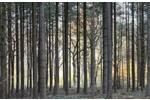 Gepflegtes Waldgrundstück in Reichertshausen - Grundstück Reichertshausen | Angebot:24274580