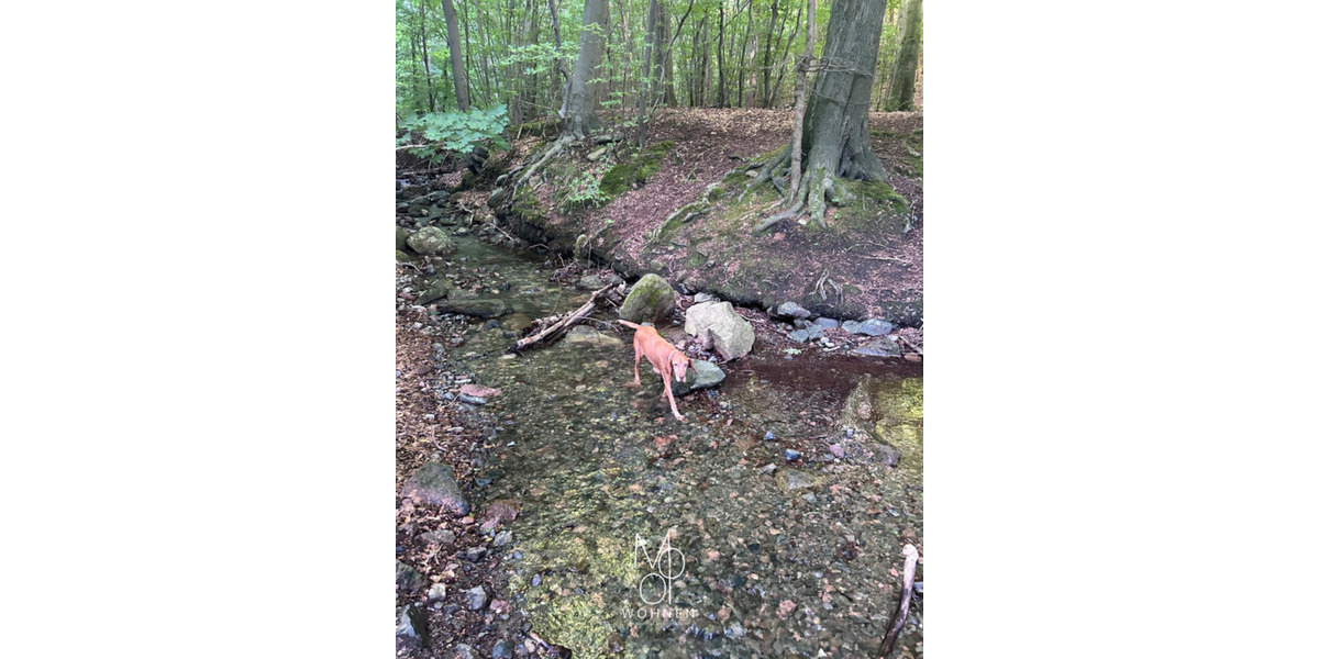 Neubau-BUNGALOW AM WALDRAND - MIETE 130qm2 4 zimmer