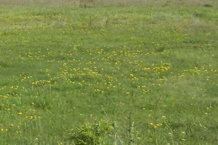 Grundstück Büdingen - 390.000&euro; | Angebot:23794555