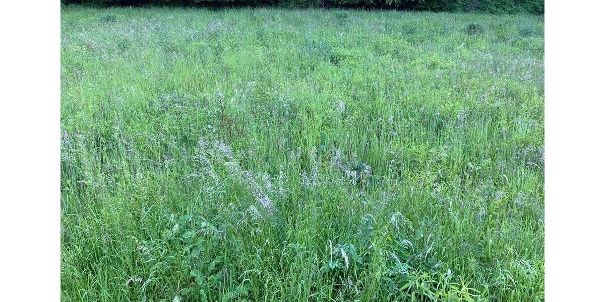 Grundstück Senheim - 14.450&euro; | Angebot:11233803