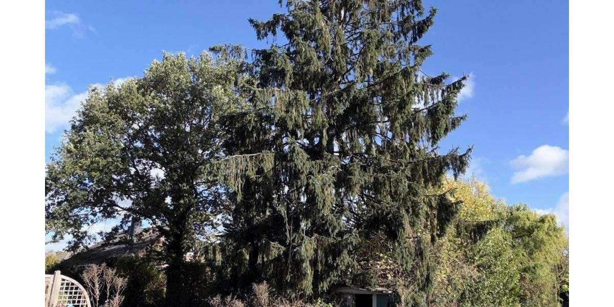 Doppelhaushälfte Niederzier Krauthausen - 5 Zimmer, 76 m&sup2;, 84.900&euro; | Angebot:24740688