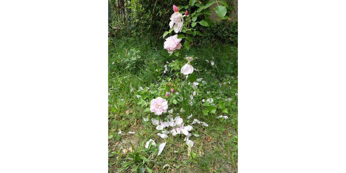 Mehrfamilienhaus, Wohnhaus Templin Klosterwalde - 1 Zimmer, 400 m&sup2;, 649.000&euro; | Angebot:25823310