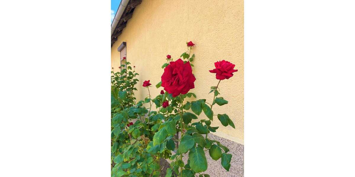 Renovierte 3 Zimmer Wohnung zu vermieten. - Appartement Höhnstedt Höhnstedt | Angebot:24485030