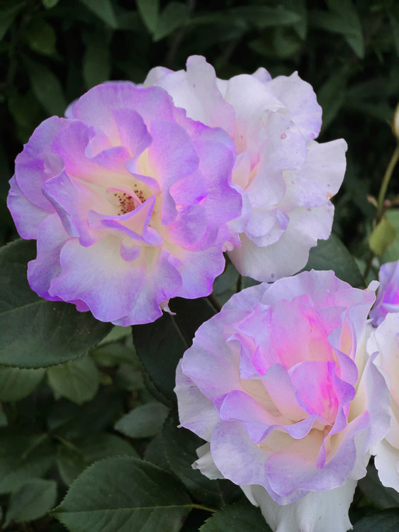 Vollmodernisierbar 2-Fam-Doppelhaushälfte +_Heizg 2021_+ modern Aufdachdämmung + Photovolt. + Fenster neu + BäderWC neu + Bodenbeläge neu + Maler neu 6 zimmer