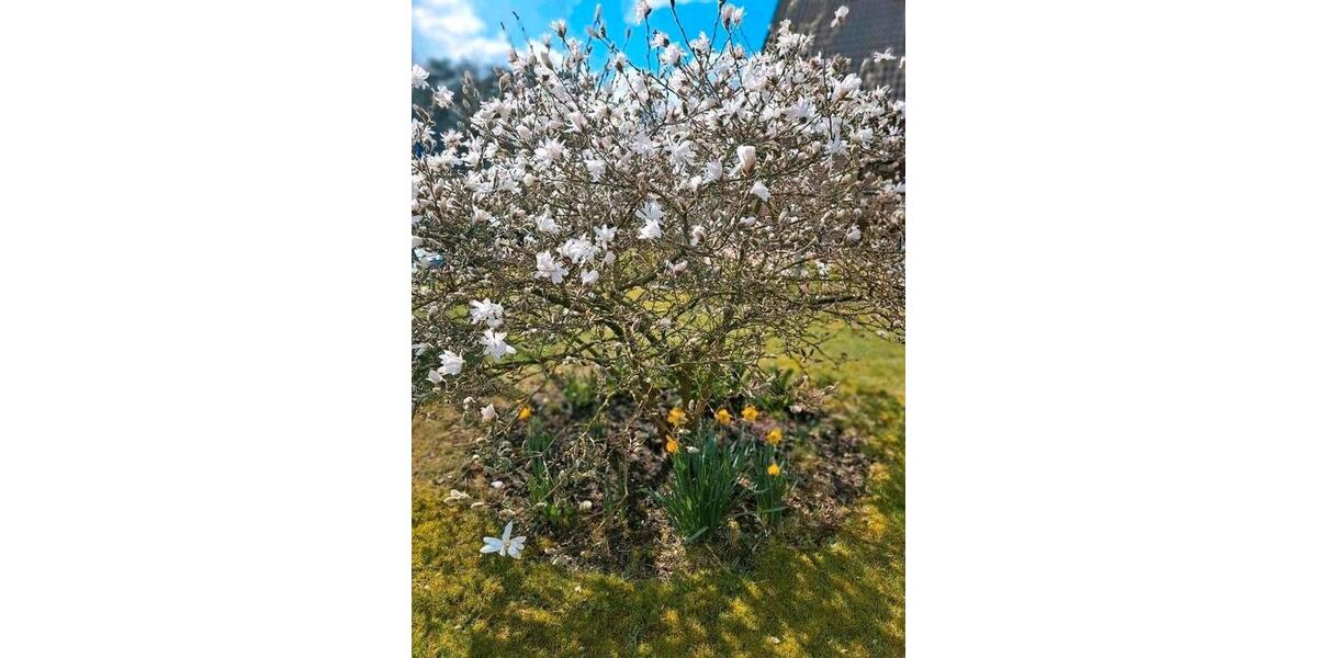 Einfamilienhaus Zeven - 8 Zimmer, 300 m&sup2;, 699.000&euro; | Angebot:25942775