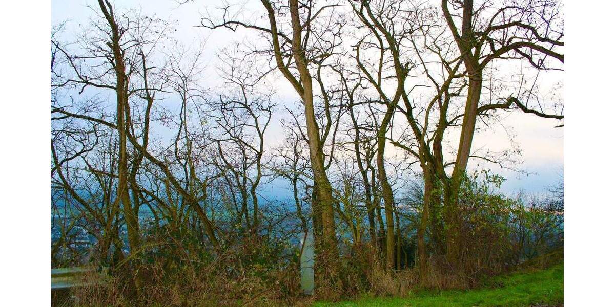 Grundstück Niederzissen - 101.000&euro; | Angebot:24450226