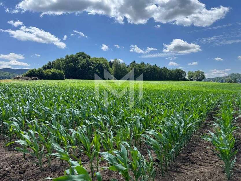 Grundstück zu verkaufen in Waldmünchen Geigant 215.000 € 5350 m²