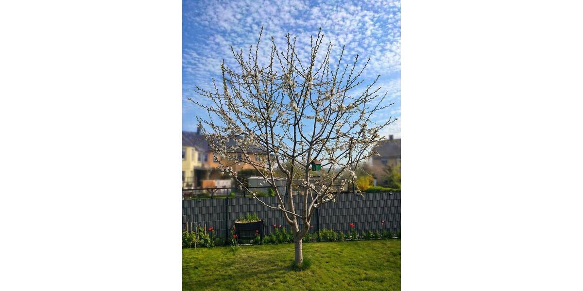 Reihenhaus Dresden Leuben - 5 Zimmer, 125 m&sup2;, 409.000&euro; | Angebot:26710070