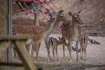 Ferienimmobilie Furth im Wald - 40&euro; | Angebot:26536459