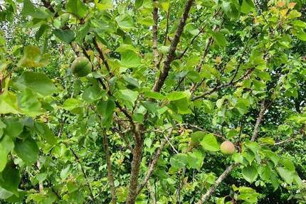 Kernsanierungsobjekt mit iSFP 6 zimmer