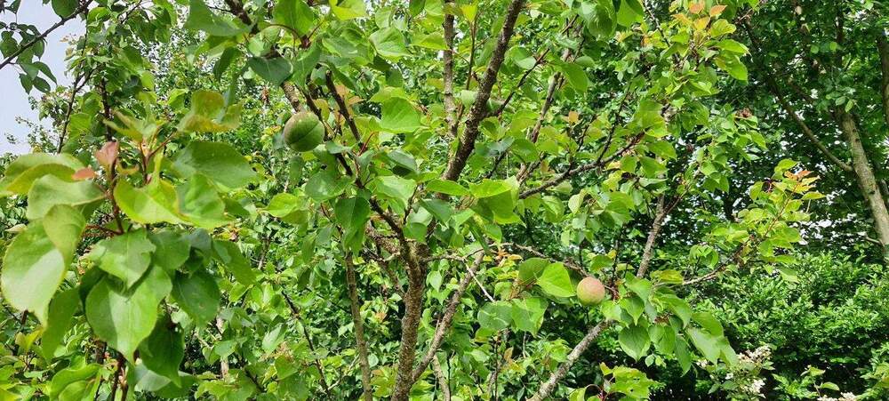 Kernsanierungsobjekt mit iSFP 6 zimmer