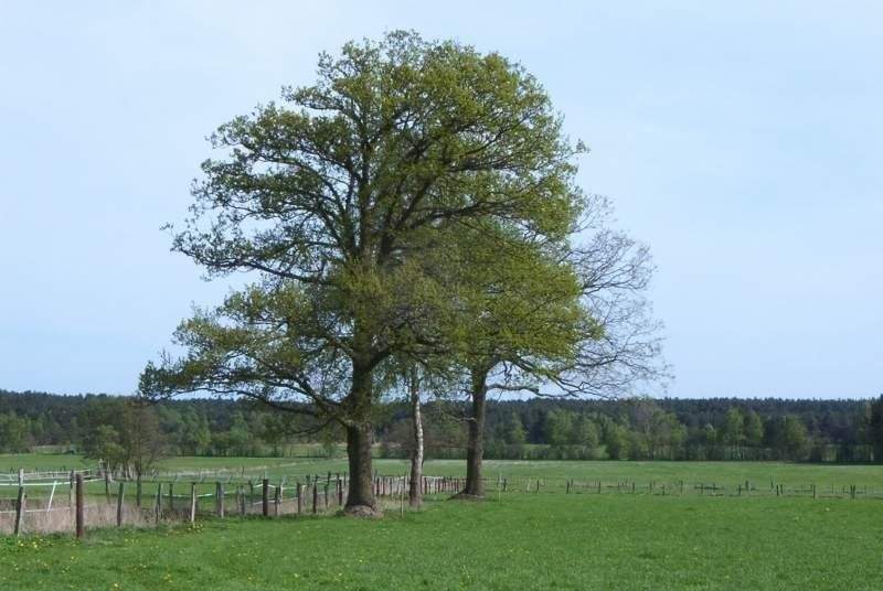 TOP Baugrundstück in bester Lage - Diskrete Vermarktung zimmer