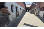 Attraktiver Reiterhof mit vielseitigem Nutzungspotenzial - Einfamilienhaus Bad Neustadt Brendlorenzen | Angebot:27054184