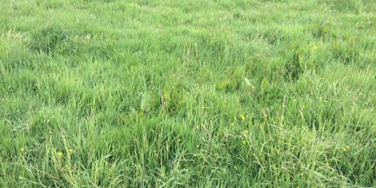 Grundstück zu verkaufen in Halle 9.500.000 € 156000 m² zimmer