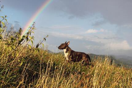 Haus in Alleinlage ( Tierschutzprojekt ) mit großem Grundstück 6 zimmer