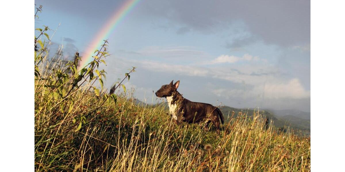 Haus in Alleinlage ( Tierschutzprojekt ) mit großem Grundstück 6 zimmer