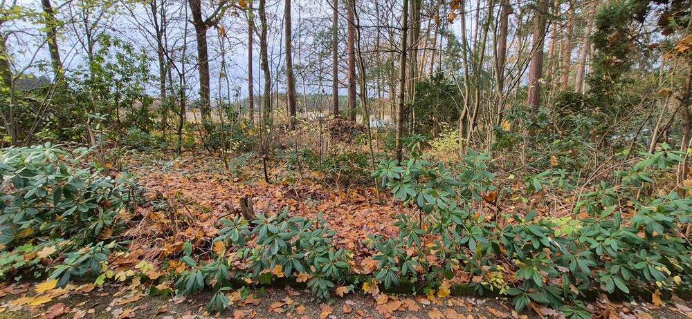 Idyllisches Blockhaus in gefühlter Alleinlage auf großem Grundstück - Bungalow Hitzacker Harlingen | Angebot:24917759