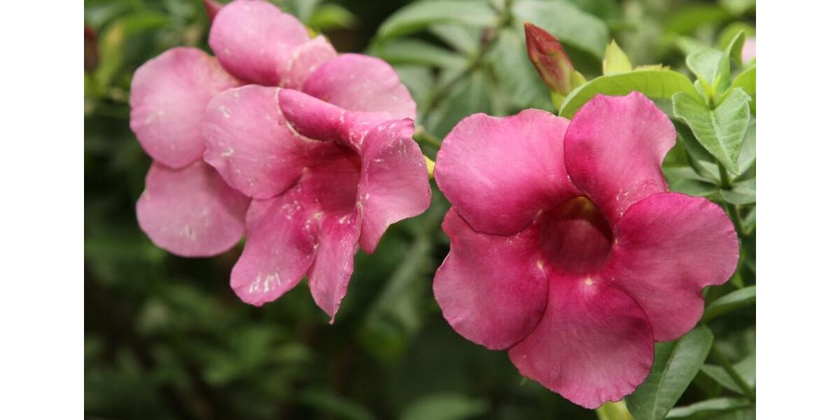 Paraguay, Mbocayaty (Guairá): Haus 3 Zimmer Küche Bad, viele Bäum 3 zimmer