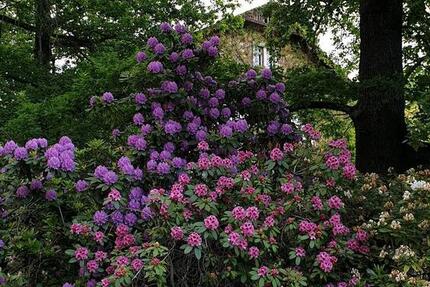 Wohnung Waldheim - 5 Zimmer, 137 m&sup2;, 850&euro; | Angebot:24944104