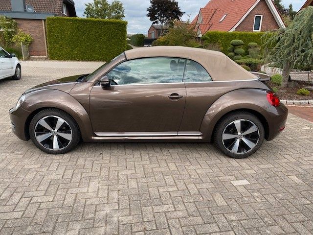 Beetle