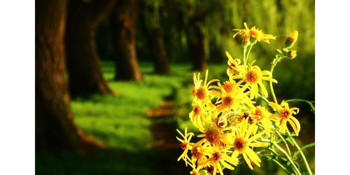 Mehrfamilienhaus, Wohnhaus Warin - 10 Zimmer, 215 m&sup2;, 222.000&euro; | Angebot:26224158